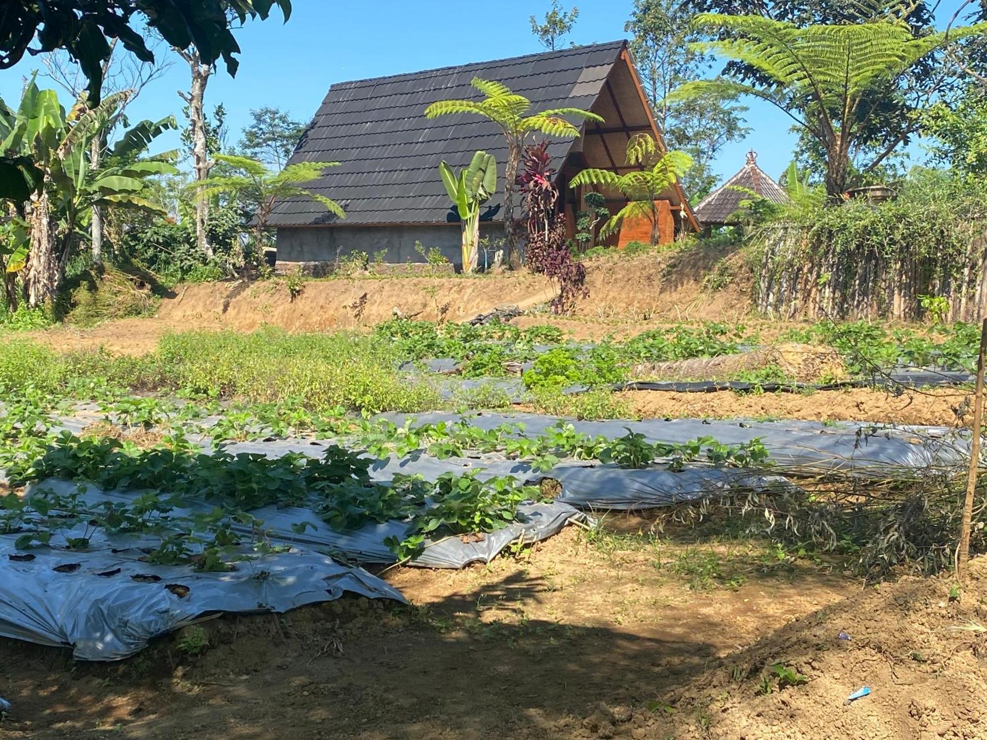 Lembah Cinta Mayungan Baturiti Exterior photo